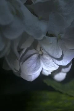 Hydrangea in bloom seen up  close Foto stock