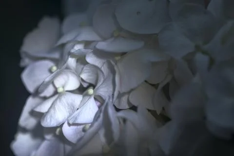 Hydrangea in bloom seen up  close Foto stock