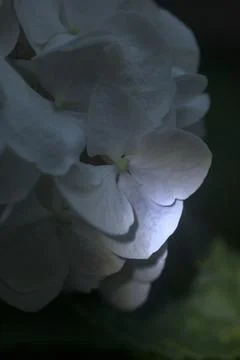 Hydrangea in bloom seen up  close Stock Photos