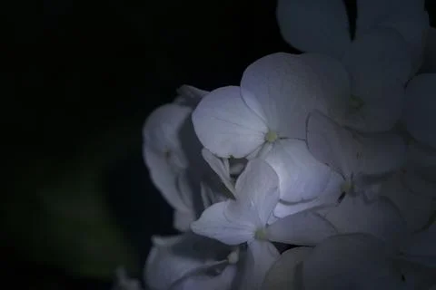 Hydrangea in bloom seen up  close Stock Photos