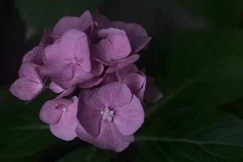 Hydrangea in bloom seen up close 写真素材