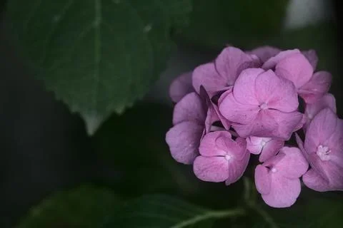 Hydrangea in bloom seen up close 写真素材