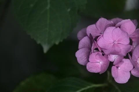 Hydrangea in bloom seen up close Foto stock