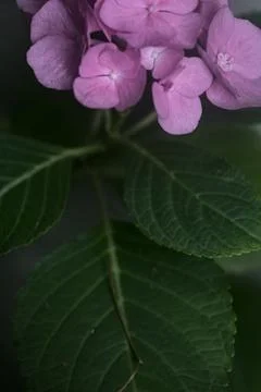 Hydrangea in bloom seen up close 写真素材