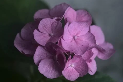 Hydrangea in bloom seen up close Foto stock