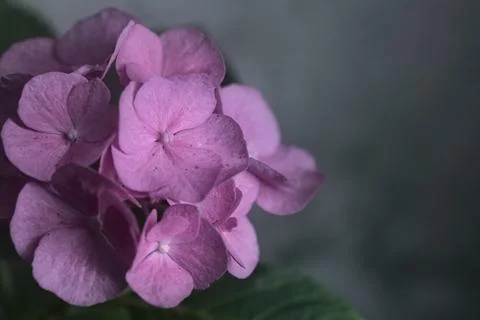 Hydrangea in bloom seen up close Foto stock