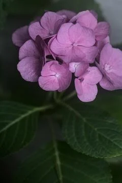 Hydrangea in bloom seen up close Foto stock