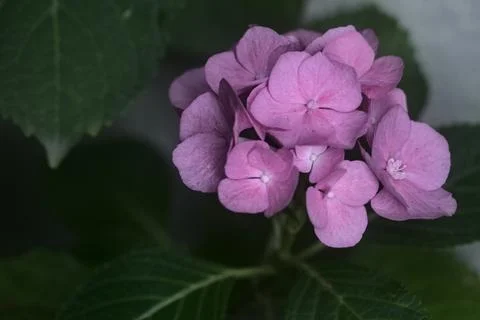 Hydrangea in bloom seen up close Stock Photos