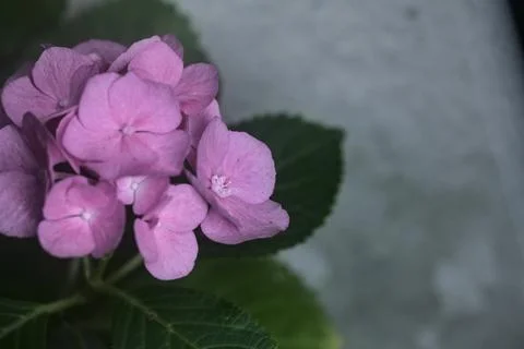 Hydrangea in bloom seen up close Stock Photos