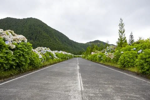 Hydrangea blooming along the road in Sete Cidades. Sao Miguel, Azores Stock Photos