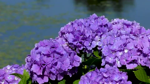 Hydrangea blooming around the pond in early summer Stock Footage 145107447