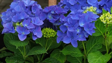 Hydrangea blooming. Blue heads of hydrangea flower petals. Beautiful Garden Stock Footage 312175835