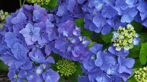 Hydrangea blooming. Blue heads of hydrangea flower petals. Beautiful Garden Stock Footage 312176144