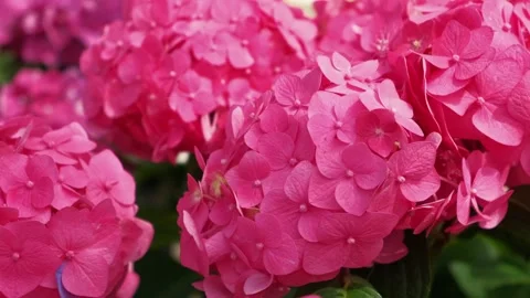 Hydrangea blooming. Blue, purple and pink heads of hydrangea flower petals Stock Footage 312176283