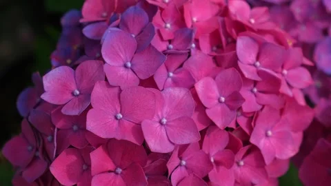 Hydrangea blooming. Blue, purple and pink heads of hydrangea flower petals Stock Footage 312176380