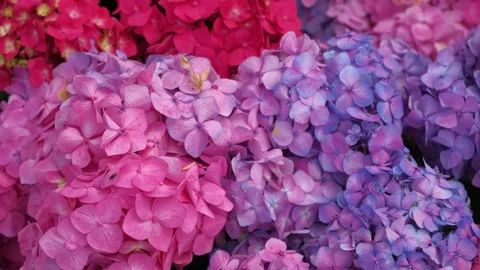 Hydrangea blooming. Blue, purple and pink heads of hydrangea flower petals Stock Footage 312176474