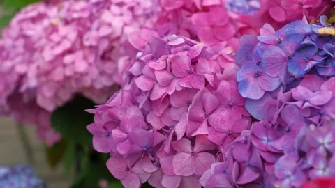 Hydrangea blooming. Blue, purple and pink heads of hydrangea flower petals Stock Footage 312176590