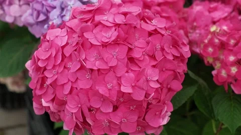 Hydrangea blooming. Blue, purple and pink heads of hydrangea flower petals Stock Footage 312176745