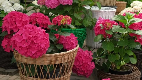 Hydrangea blooming. Blue, purple and pink heads of hydrangea flower petals Stock Footage 312176825