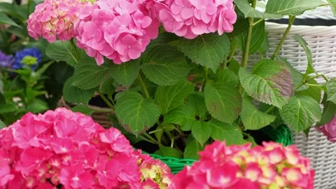 Hydrangea blooming. Blue, purple and pink heads of hydrangea flower petals Stock Footage 312176912