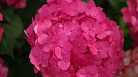 Hydrangea blooming. Blue, purple and pink heads of hydrangea flower petals Stock Footage 312725637