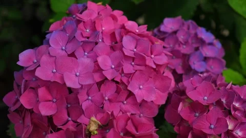 Hydrangea blooming. Blue, purple and pink heads of hydrangea flower petals Stock Footage 312726006