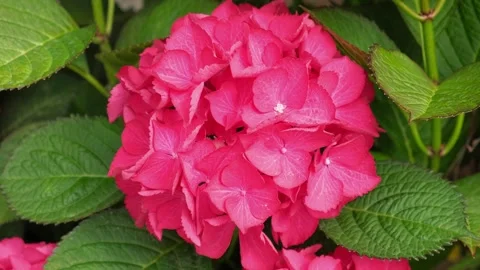 Hydrangea blooming. Blue, purple and pink heads of hydrangea flower petals Stock Footage 312726199