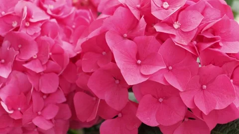 Hydrangea blooming. Blue, purple and pink heads of hydrangea flower petals Stock Footage 312726425