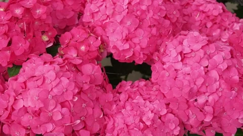 Hydrangea blooming. Blue, purple and pink heads of hydrangea flower petals Stock Footage 312726772