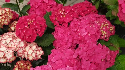 Hydrangea blooming. Blue, purple and pink heads of hydrangea flower petals Stock Footage 312726955