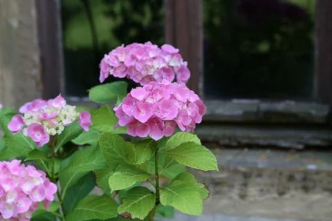 Hydrangea blooming in garden Stock Photos