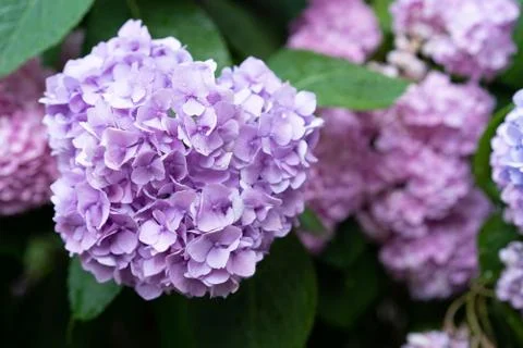 Hydrangea blooming in the garden Foto stock