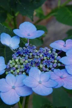 Hydrangea blooming Stock Photos