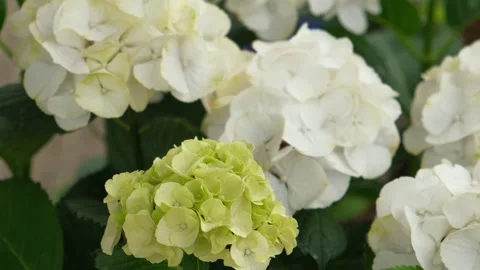 Hydrangea blooming. White, limelight and green heads of hydrangea flower petals Stock Footage 312177112