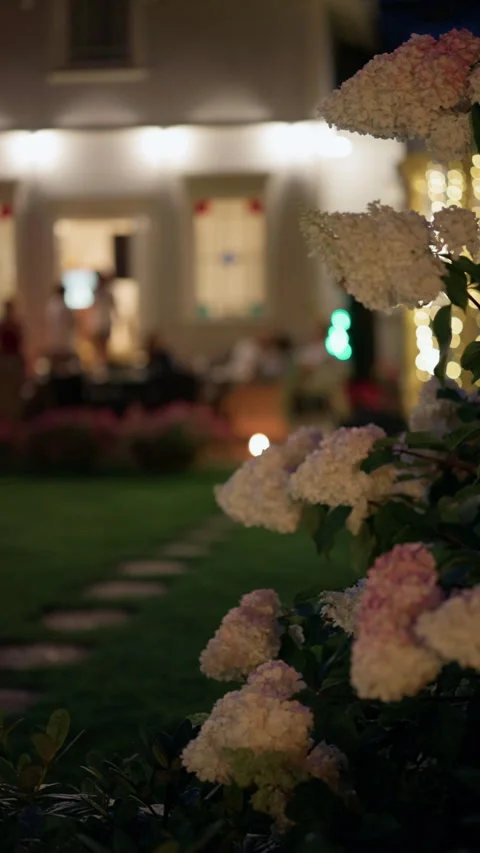 Hydrangea blooms beside softly lit garden path with blurred house entrance at Vídeo Stock 345269699