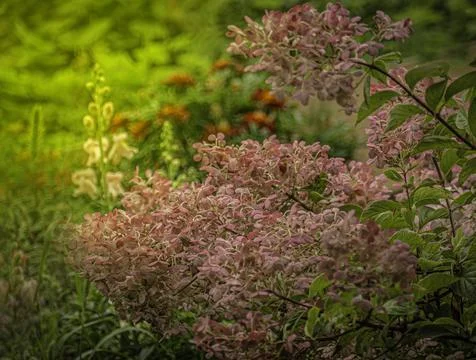 Hydrangea blooms in the  garden Stock Photos