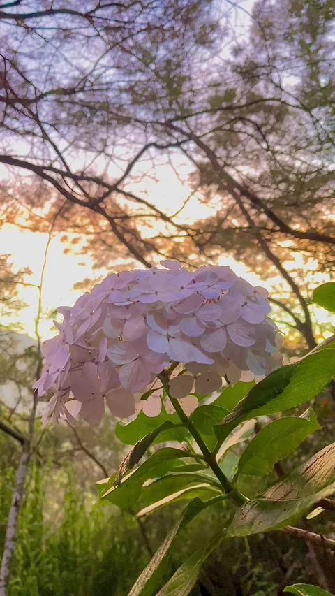 Hydrangea Blooms Glisten in the Forest Dawn Light Stock Footage 341701206