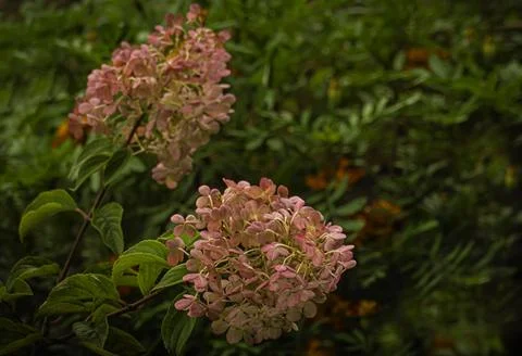 Hydrangea blooms Stock Photos