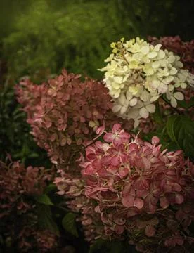 Hydrangea blooms in the summer Stock Photos