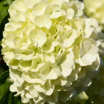 Hydrangea Blossom 1 Stock Photos