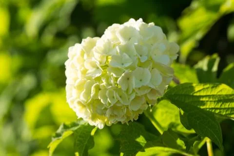 Hydrangea Blossom 2 Stock Photos