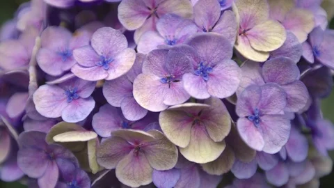 Hydrangea blossom close up shot Stock Footage 79478907