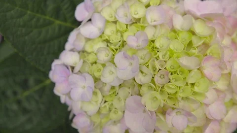 Hydrangea blossom close up shot Stock Footage 79479527