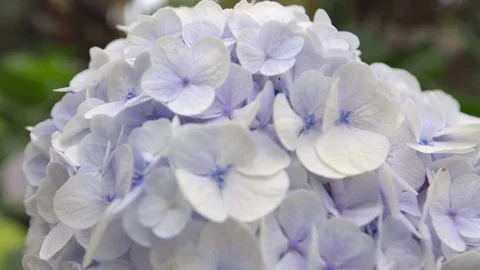 Hydrangea blossom close up shot Stock Footage 79479696