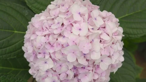 Hydrangea blossom close up shot Stock Footage 79479980