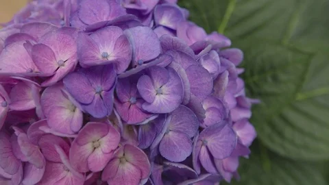 Hydrangea blossom close up shot Stock Footage 79480015