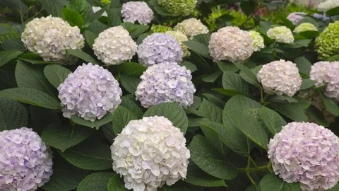 Hydrangea blossom close up shot Stock Footage 79480555
