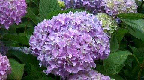 Hydrangea blossom Stock Footage 571578