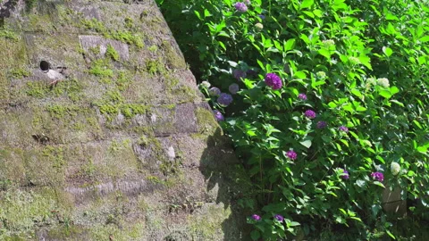 Hydrangea blossoms bloom at Engakuji Zen Temple  in Kamakura Kanagawa Japan. Stock Footage 281916048