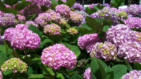 Hydrangea blossoms Stock Footage 571018